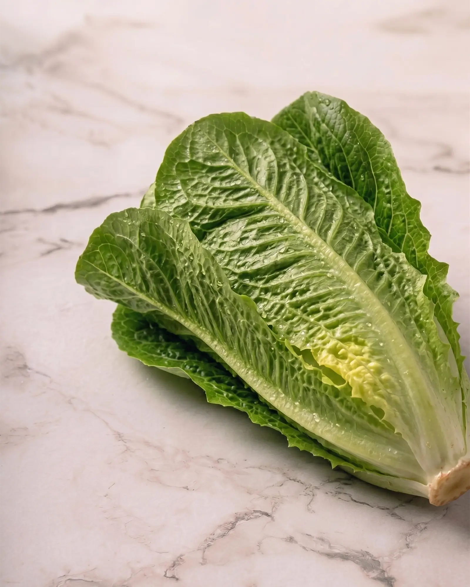 bello_fresco_insalata